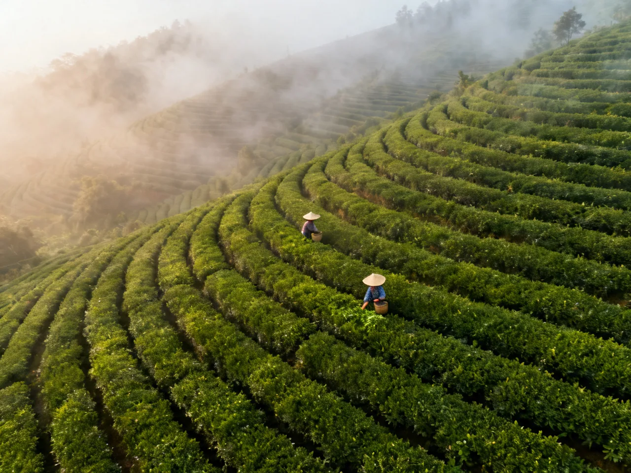中国饮品文化：从功夫茶到网红奶茶