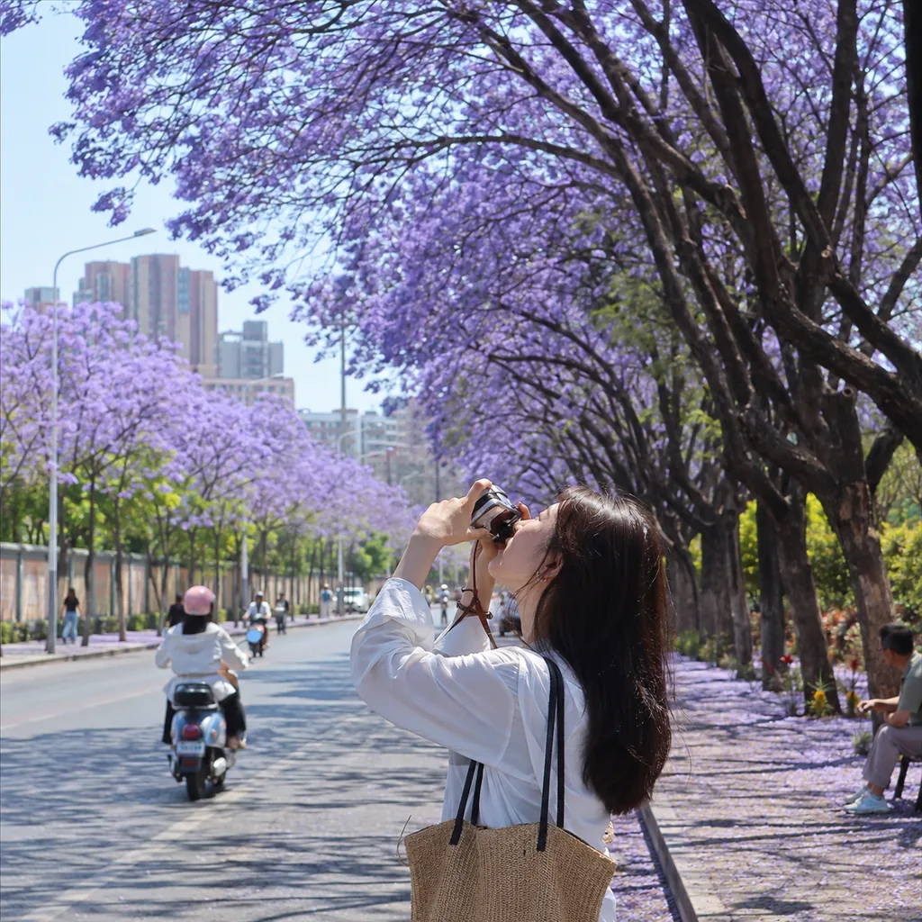 A Jacaranda Walk in Kunming: Turning Spring into a Purple Street