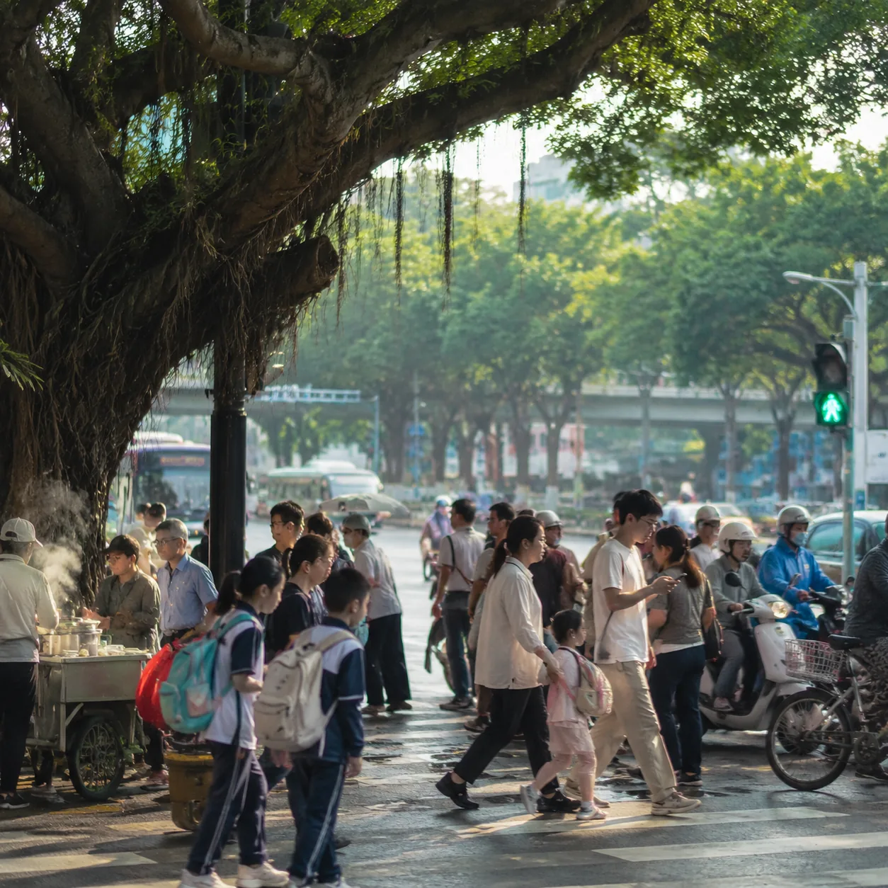 福州的榕树和路口一起告诉我，这座城是怎么往前走的