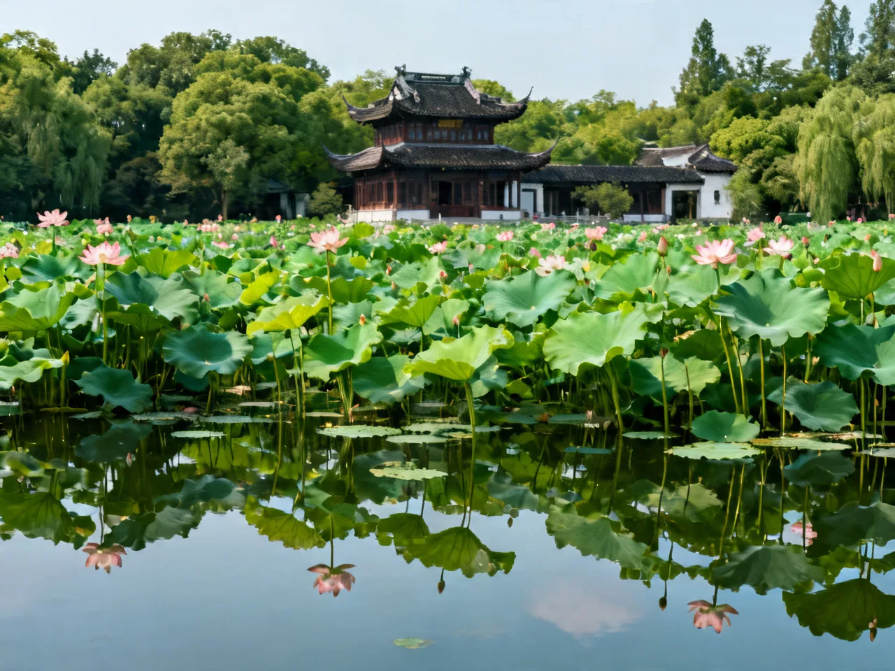 June Lotus Viewing Spots Across China